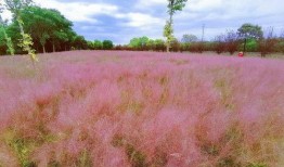 国产乱子,揭秘中国电影市场的独特现象与挑战